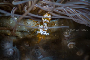 Squat Shrimp Garden
Canon 5Diii in Aquatica with 100mmL ... by Wayne Jones 